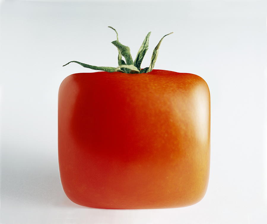 Tomato